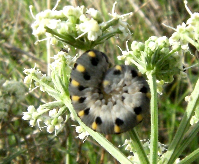 Bruco acciambellato: Cimbicidae (probabile Abia sericea)